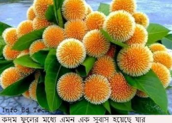 কদম ফুল নিয়ে উক্তি স্ট্যাটাস এবং ক্যাপশন