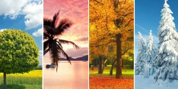 the season i like most composition